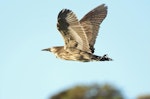 Australasian bittern | Matuku-hūrepo. Adult in flight. Waikanae estuary, August 2013. Image © Roger Smith by Roger Smith.