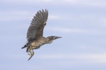 Australasian bittern | Matuku-hūrepo. Juvenile taking flight. Lake Ellesmere, January 2023. Image © Oscar Thomas by Oscar Thomas.