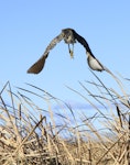 Australasian bittern | Matuku-hūrepo. Bird taking off. Tokaanu, July 2012. Image © Phil Battley by Phil Battley.