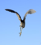 Australasian bittern | Matuku-hūrepo. In flight. Tokaanu, July 2012. Image © Phil Battley by Phil Battley.