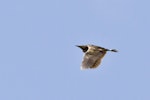 Australasian bittern | Matuku-hūrepo. In flight. Kaituna River, January 2013. Image © Raewyn Adams by Raewyn Adams.