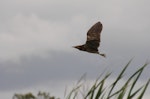 Australasian bittern | Matuku-hūrepo. Adult flushing from raupo. Waitangi wetland, Hawke's Bay, January 2015. Image © Adam Clarke by Adam Clarke.