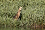 Australasian bittern | Matuku-hūrepo. Adult in surveillance/camouflage posture. Waitangi wetland, Hawke's Bay, January 2015. Image © Adam Clarke by Adam Clarke.