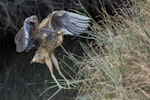 Australasian bittern | Matuku-hūrepo. Adult bird landing. Foxton Beach, April 2017. Image © imogenwarrenphotography.net by Imogen Warren.