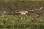 Australasian bittern | Matuku-hūrepo. Adult landing. Eastern Southland, August 2015. Image © Glenda Rees by Glenda Rees.