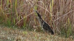 Australasian bittern | Matuku-hūrepo. Adult. Old Wharf Road, Tokaanu, August 2015. Image © Gary Stone by Gary Stone.