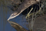 Australasian bittern | Matuku-hūrepo. Adult feeding. Foxton Beach, April 2017. Image © imogenwarrenphotography.net by Imogen Warren.