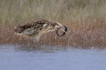 Australasian bittern | Matuku-hūrepo. Adult with captured eel. Pukorokoro/Miranda, August 2022. Image © Tony Whitehead by Tony Whitehead.