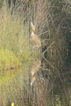 Australasian bittern | Matuku-hūrepo. Adult. Tawharanui Regional Park, July 2017. Image © Alan Tennyson by Alan Tennyson.