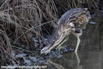 Australasian bittern | Matuku-hūrepo. Adult looking for food. Foxton Beach, April 2017. Image © imogenwarrenphotography.net by Imogen Warren.