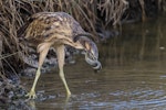 Australasian bittern | Matuku-hūrepo. Adult wrestling an eel. Foxton Beach, April 2017. Image © imogenwarrenphotography.net by Imogen Warren.