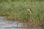 Australasian bittern | Matuku-hūrepo. Adult foraging. Waitangi wetland, Hawke's Bay, March 2015. Image © Adam Clarke by Adam Clarke.