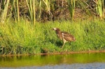 Australasian bittern | Matuku-hūrepo. Adult foraging. Waimeha Lagoon, Waikanae, April 2014. Image © Roger Smith by Roger Smith.