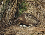 Australasian bittern | Matuku-hūrepo. Adult at nest with 4 eggs. January 1959. Image © Department of Conservation (image ref: 10028776) by Mike Soper, Department of Conservation.