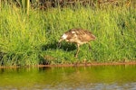 Australasian bittern | Matuku-hūrepo. Adult with skink in bill. Waimeha Lagoon, Waikanae, April 2014. Image © Roger Smith by Roger Smith.