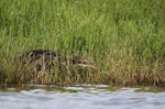 Australasian bittern | Matuku-hūrepo. Adult stalking prey along lake-fringe vegetation. Horseshoe Wetlands, Hawke's Bay, March 2016. Image © Adam Clarke by Adam Clarke.