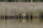 Australasian bittern | Matuku-hūrepo. Adult feeding at edge of reeds. Okarito Lagoon, April 2014. Image © Eddie van Uden by Eddie van Uden.