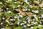 Little bittern. Adult foraging. Parklakes Wetland, Bli Bli, Queensland, January 2015. Image © Paul Jensen 2015 birdlifephotography.org.au by Paul Jensen.