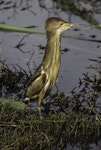 Little bittern. Immature. Jerrabomberra Wetlands, Canberra, Australian Capital Territory, November 2012. Image © Roger Williams 2013 birdlifephotography.org.au by Roger Williams.