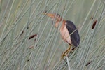 Little bittern. Adult. Parklakes Wetland, Bli Bli, Queensland, January 2014. Image © Paul Jensen 2014 birdlifephotography.org.au by Paul Jensen.