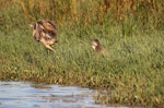 Australasian bittern | Matuku-hūrepo. Adult taking flight from another displaying adult. Waitangi wetland, Hawke's Bay, March 2015. Image © Adam Clarke by Adam Clarke.