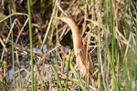 Little bittern. Adult. Lake Claremont, Perth, Western Australia, December 2014. Image © William Betts 2014 birdlifephotography.org.au by William Betts.