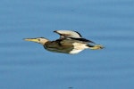 Little bittern. Adult in flight. Ebro delta, Spain, September 2013. Image © Duncan Watson by Duncan Watson.