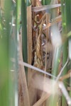 Little bittern. Juvenile. Deniliquin, Australia, December 2011. Image © Sarah Jamieson by Sarah Jamiesons.