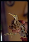 Little bittern. Immature. Westport, February 1987. Image © Colin O'Donnell by Colin O'Donnell.