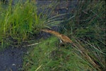 Little bittern. Immature. Westport, February 1987. Image © Colin O'Donnell by Colin O'Donnell.