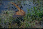 Little bittern. Immature. Westport, February 1987. Image © Colin O'Donnell by Colin O'Donnell.