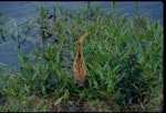 Little bittern. Immature. Westport, February 1987. Image © Colin O'Donnell by Colin O'Donnell.