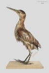 New Zealand little bittern | Kaoriki. Holotype. Purchased 1907. Specimen registration no. OR.000644; image no. MA_I075337. Head of Lake Wakatipu. Image © Te Papa.