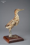 New Zealand little bittern | Kaoriki. Holotype. Purchased 1907. Specimen registration no. OR.000644; image no. MA_I156475. Head of Lake Wakatipu. Image © Te Papa.