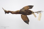 New Zealand little bittern | Kaoriki. Acquisition history unknown. Specimen registration no. OR.002216; image no. MA_I264365. January 1872. Image © Te Papa.