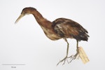 New Zealand little bittern | Kaoriki. No collection data. Acquisition history unknown. Te Papa. Specimen registration no. OR.004779; image no. MA_I264370. Image © Te Papa.