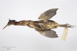 New Zealand little bittern | Kaoriki. Acquisition history unknown. Specimen registration no. OR.002216; image no. MA_I264366. January 1872. Image © Te Papa.