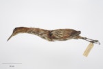 New Zealand little bittern | Kaoriki. Gift of the Wellington City Council, 1929. Specimen registration no. OR.002217; image no. MA_I264367. Image © Te Papa.