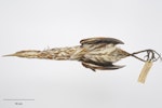 New Zealand little bittern | Kaoriki. Gift of the Wellington City Council, 1929. Specimen registration no. OR.002217; image no. MA_I264369. Image © Te Papa.