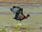 Glossy ibis. Adult with wings raised. Wairau oxidation ponds, October 2008. Image © Duncan Watson by Duncan Watson.