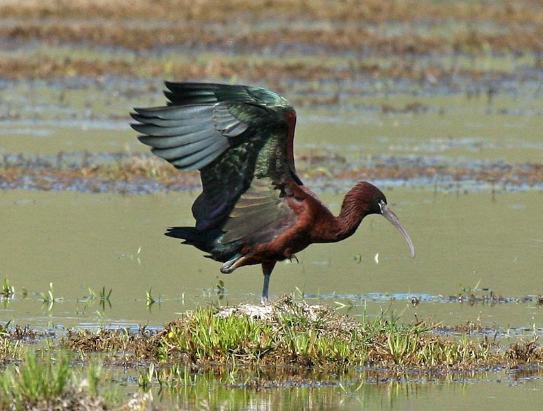 Glossy ibis. Adult with wings raised. Wairau oxidation ponds, October 2008. Image © Duncan Watson by Duncan Watson.