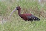 Glossy ibis. Adult in breeding plumage. Tolderol Game Reserve, South Australia, December 2014. Image © Peter Gower 2015 birdlifephotography.org.au by Peter Gower.