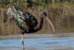 Glossy ibis. Adult, semi-resident. Travis Wetland, Christchurch, August 2014. Image © Grahame Bell by Grahame Bell.