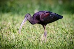 Glossy ibis. Adult foraging. Rosser Park, Benowa, Queensland, May 2017. Image © Adam Higgins 2017 birdlifephotography.org.au by Adam Higgins.