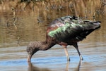 Glossy ibis. Adult, semi-resident. Travis Wetland, Christchurch, August 2014. Image © Grahame Bell by Grahame Bell.