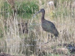 Glossy ibis. Non-breeding adult. Manapouri, April 2017. Image © Robbie Leslie by Robbie Leslie.