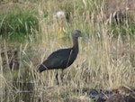 Glossy ibis. Non-breeding adult. Manapouri, April 2017. Image © Robbie Leslie by Robbie Leslie.