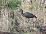 Glossy ibis. Non-breeding adult. Manapouri, April 2017. Image © Robbie Leslie by Robbie Leslie.