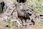 Glossy ibis. Adult. Northern Territory, Australia, July 2012. Image © Dick Porter by Dick Porter.