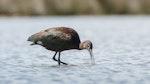 Glossy ibis. Nonbreeding adult. Manawatu River estuary, February 2022. Image © Roger Smith by Roger Smith.